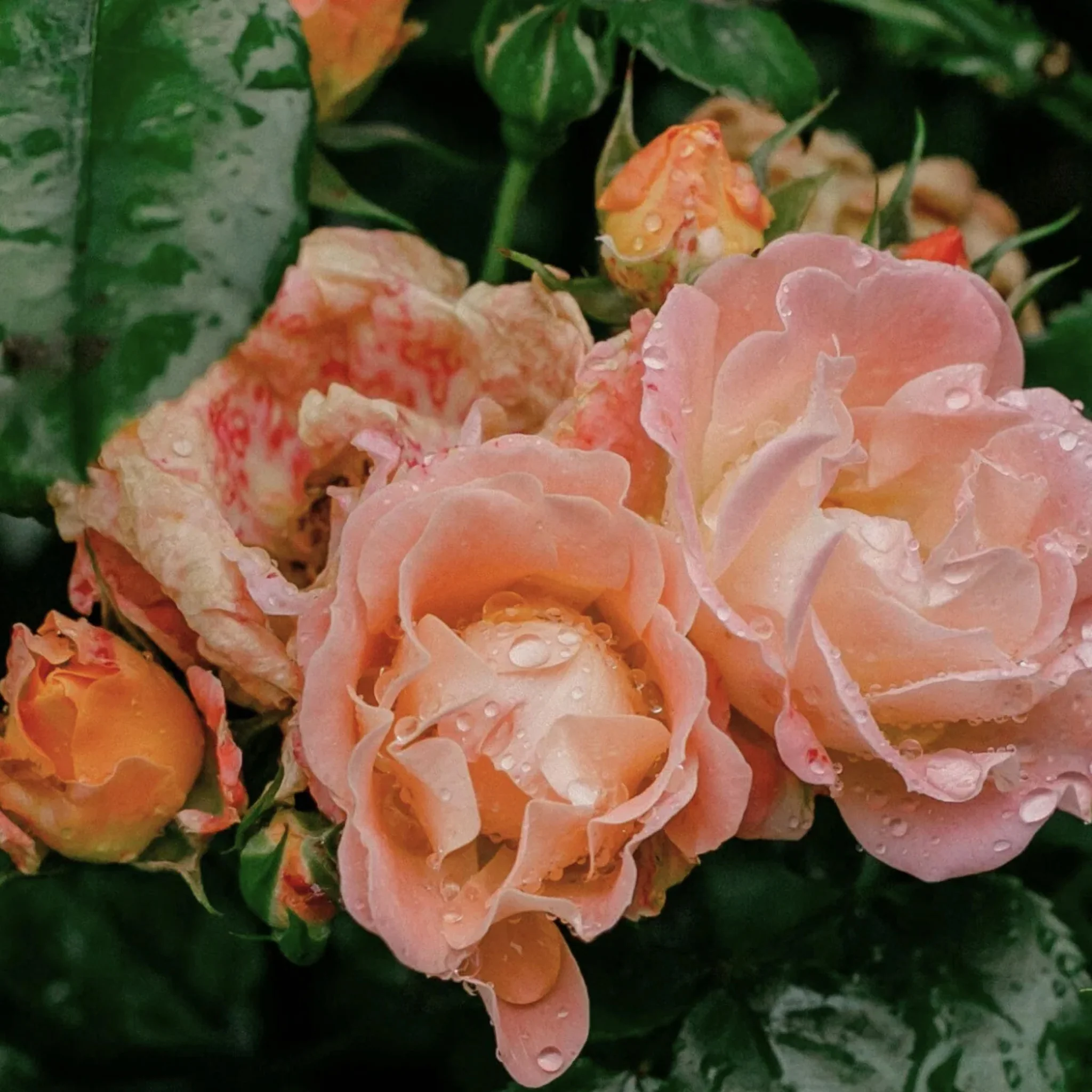 Classic Native Rose Soap by FieldDay - Image 2