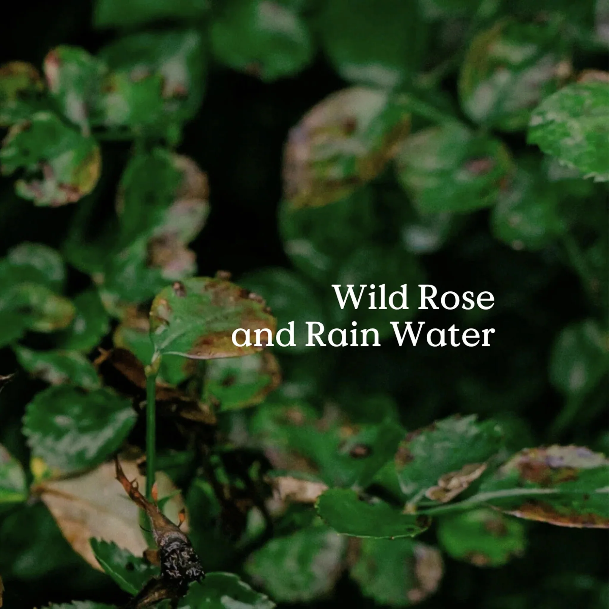 Classic Native Rose Soap by FieldDay - Image 3