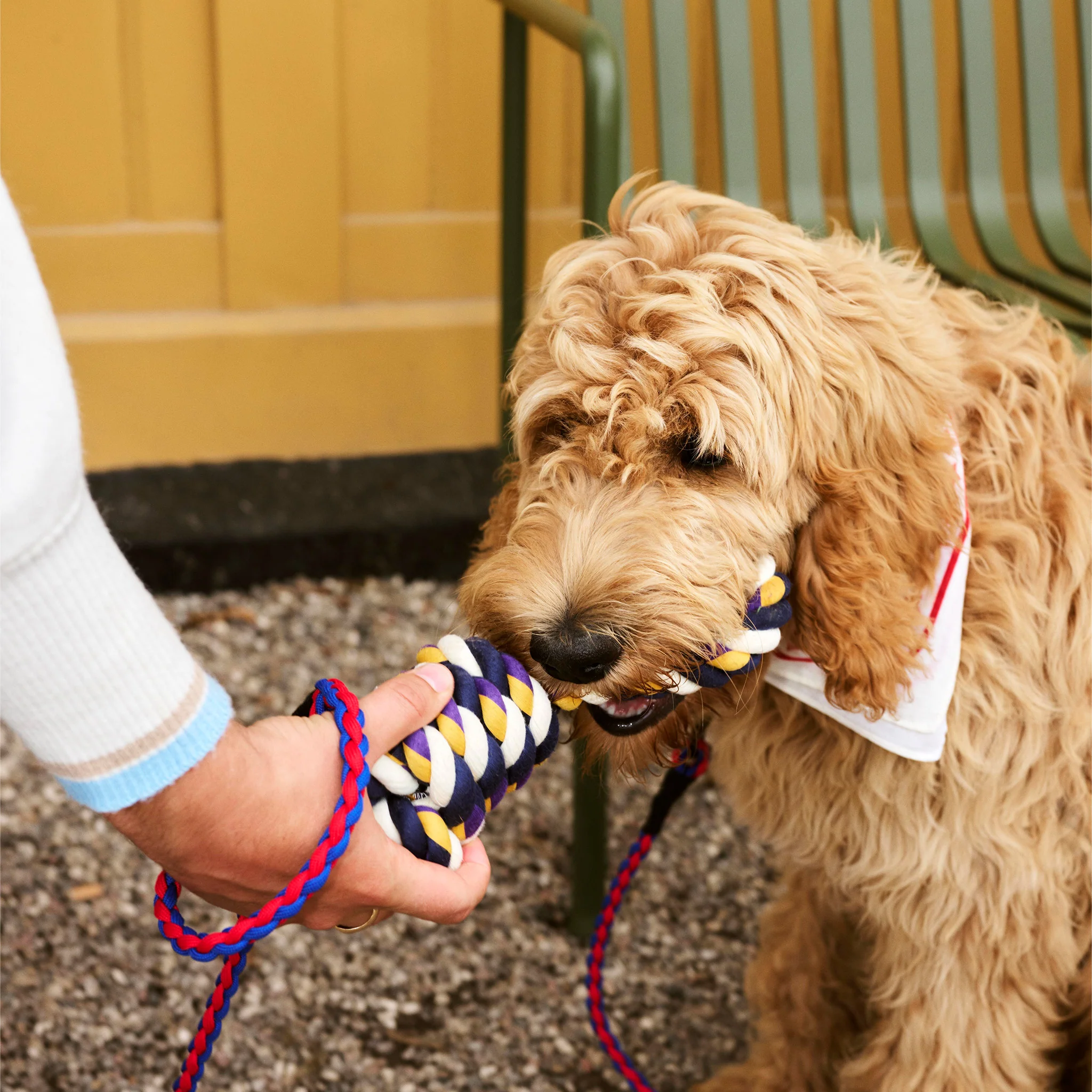 HAY Dogs Leash By Holly Golightly x HAY - Image 10