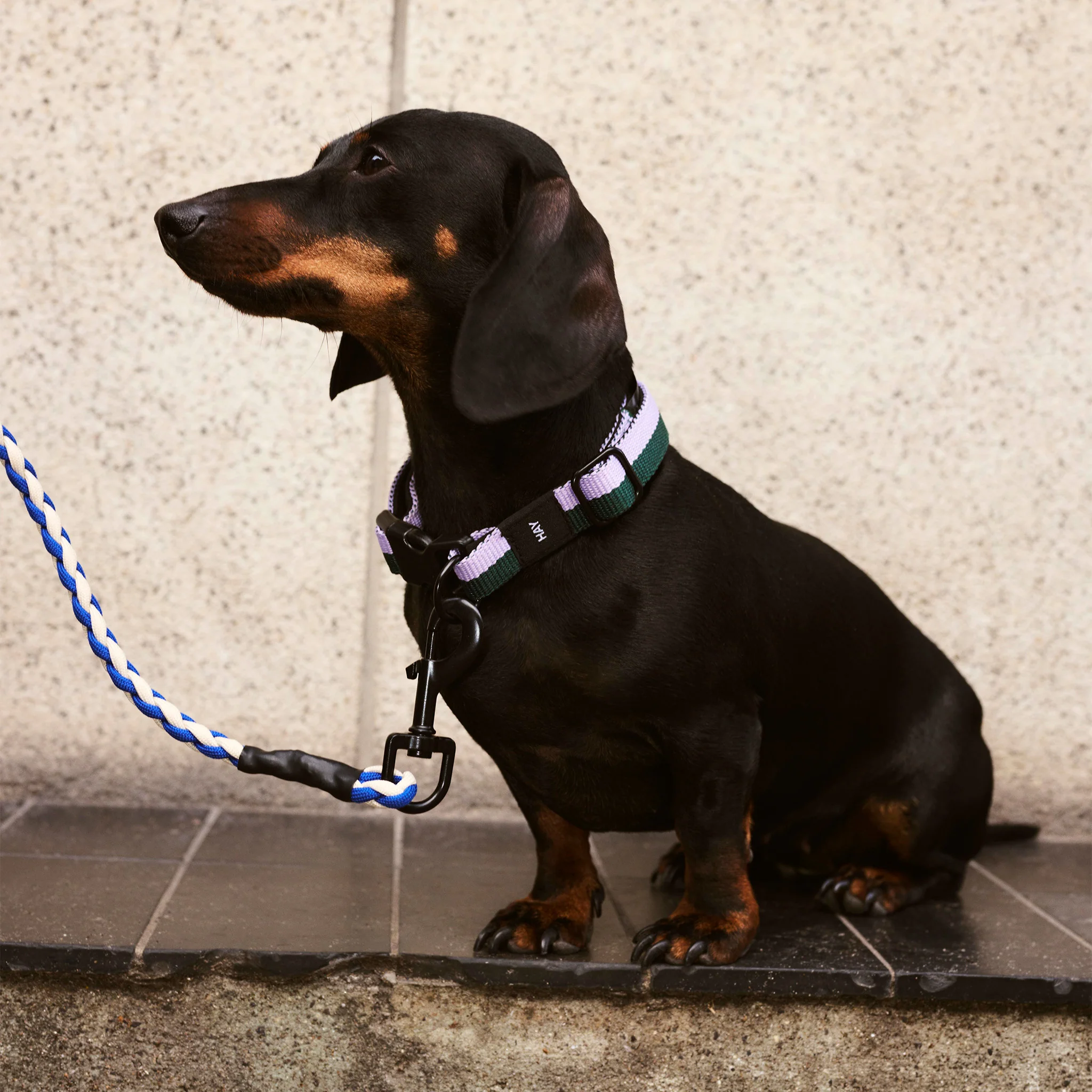 HAY Dogs Leash By Holly Golightly x HAY - Image 6