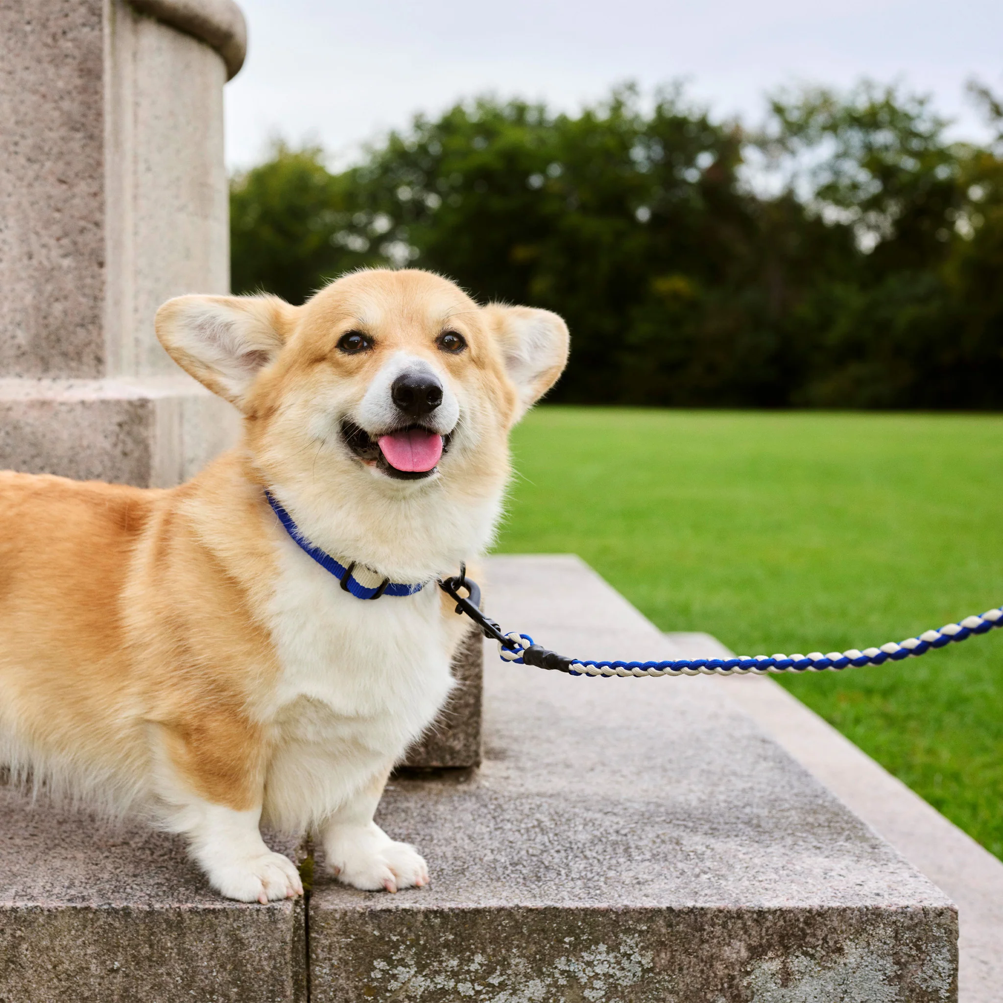 HAY Dogs Leash By Holly Golightly x HAY - Image 9